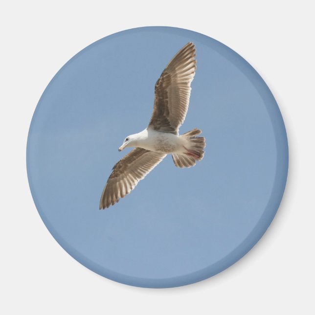 Fri som fågel (flygande Fiskmås) Magnet (Framsidan)