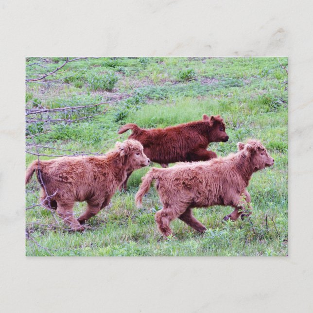 Fri Springa vid Fält Vykort (Framsida)