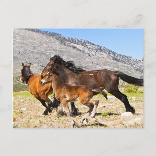 Fri sprit vykort (Framsida)