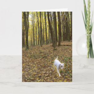 Fri till Springa Kort