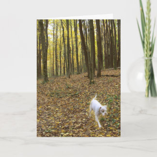 Fri till Springa Kort