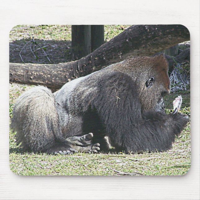 Fria pokerkurser musmatta (Framsidan)