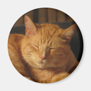 Fridfull kattunge magnet
