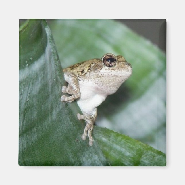 "Fridge Frog Magnet (Framsidan)