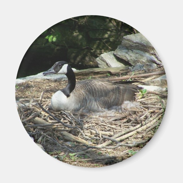 "Fridge Goose Magnet (Framsidan)
