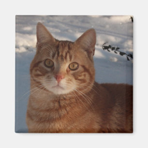 Fridge Kattunge Magnet