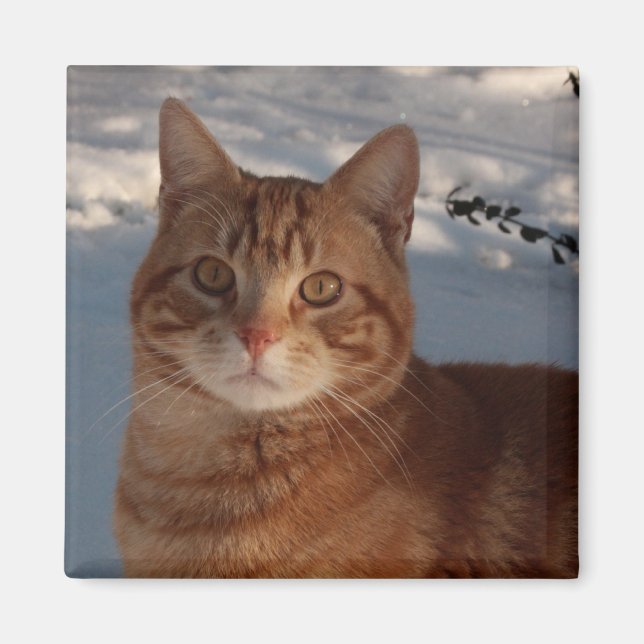 Fridge Kattunge Magnet (Framsidan)