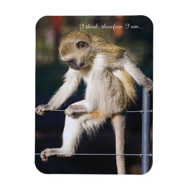 Fridge Magnet med apa och Slogan (Vertikal)