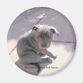 Fridge magnet of Blue Stviddshire Bull Terrier