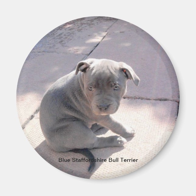Fridge magnet of Blue Stviddshire Bull Terrier (Framsidan)