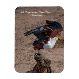 Fridge Magnet of Fish Eagle under flygning