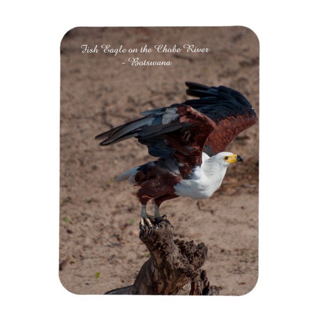 Fridge Magnet of Fish Eagle under flygning (Vertikal)