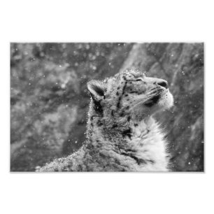 Fridsam snöLeopard Fototryck