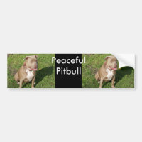 Fridsamma Pitbull