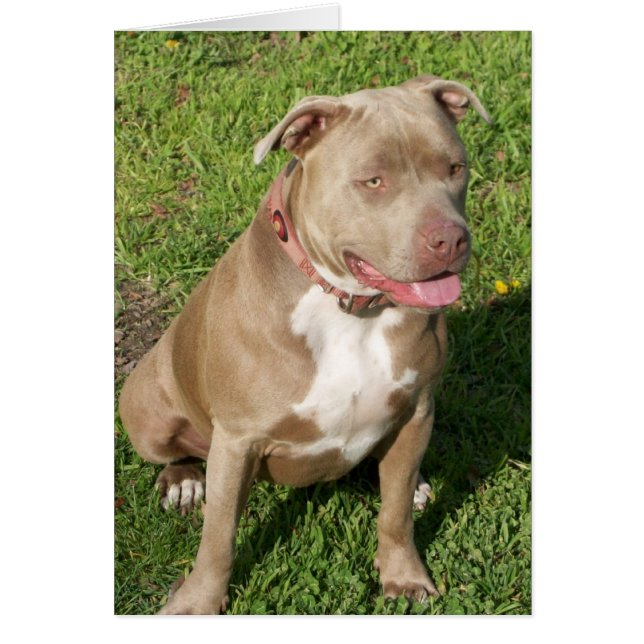Fridsamma Pitbull Hälsningskort (Framsidan)