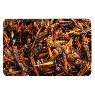 Fried Grashopper (Takkataen Thot), asiatisk mat Magnet