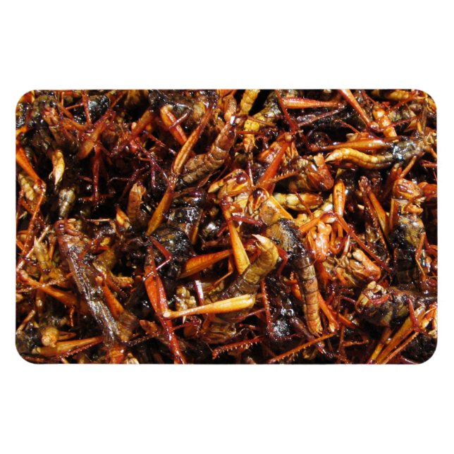 Fried Grashopper (Takkataen Thot), asiatisk mat Magnet (Horisontell)