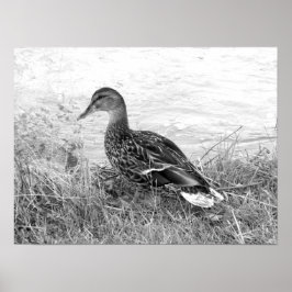 Friendly Anka Poster