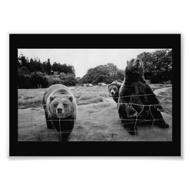 Friendly Bears Fototryck (Framsidan)