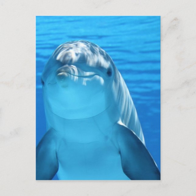 Friendly Dolphin Photo Vykort (Framsida)