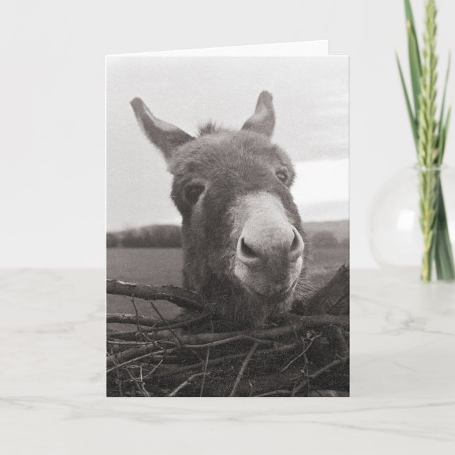 Friendly Donkey - Vintage Photo Kort (Framsida)