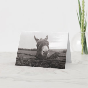 Friendly Donkey - Vintage Photo Kort