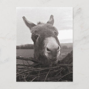 Friendly Donkey - Vintage Photo Vykort