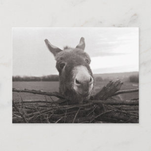 Friendly Donkey - Vintage Photo Vykort