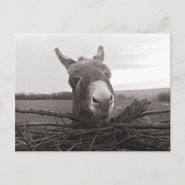 Friendly Donkey - Vintage Photo Vykort (Framsida)