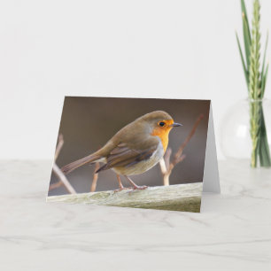 Friendly European Robin Helgkort