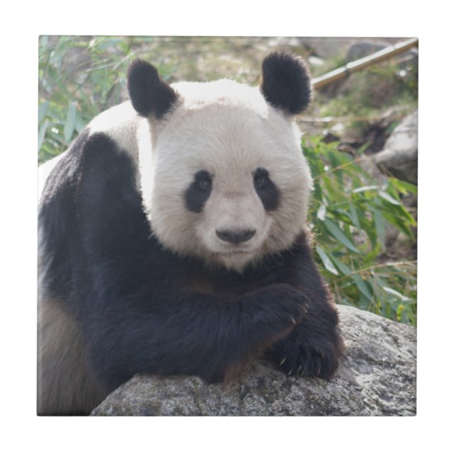 Friendly Giant Panda Kakelplatta (Framsidan)