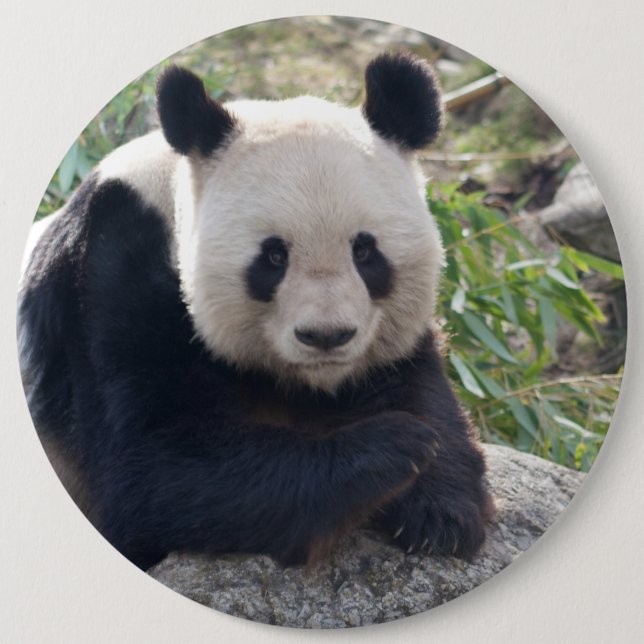 Friendly Giant Panda Knapp (Framsida)