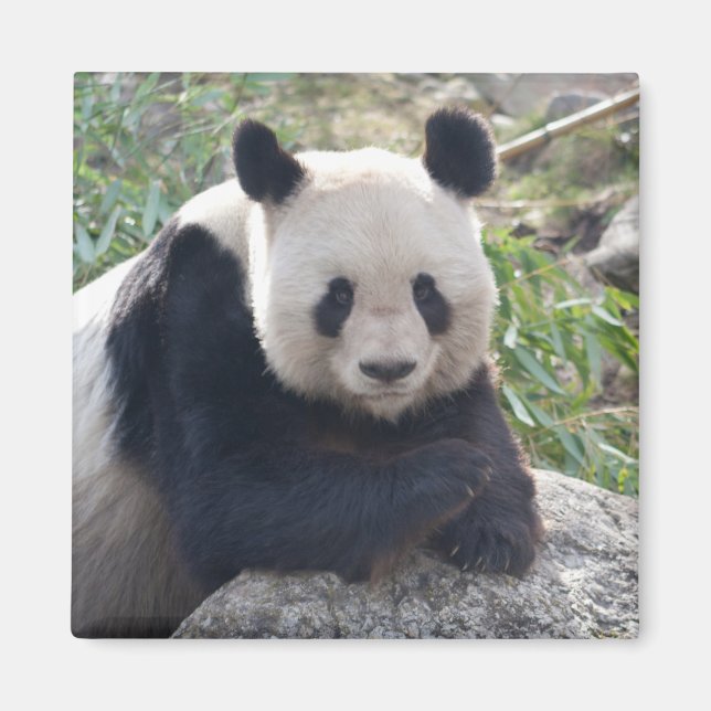 Friendly Giant Panda Magnet (Framsidan)