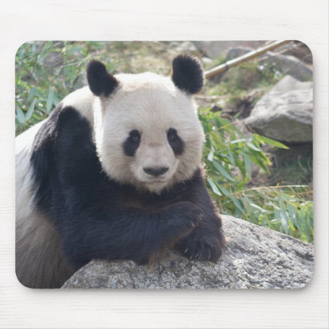 Friendly Giant Panda Musmatta (Framsidan)