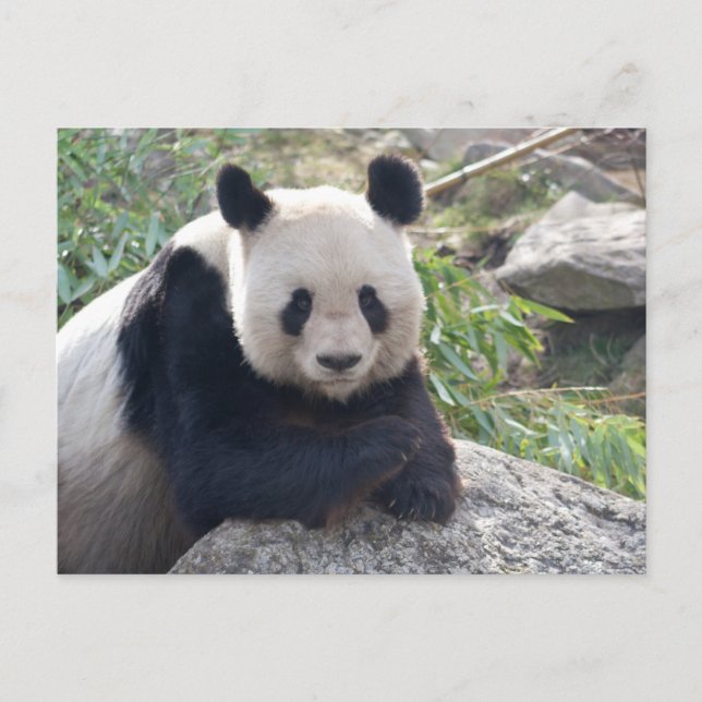 Friendly Giant Panda Vykort (Framsida)