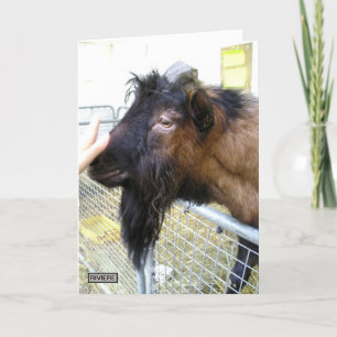 Friendly Goat Kort