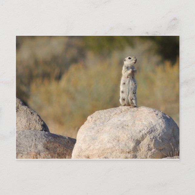 Friendly Hälsning Vykort (Framsida)