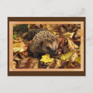 Friendly Hedgehog Postcard Vykort