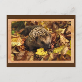 Friendly Hedgehog Postcard Vykort