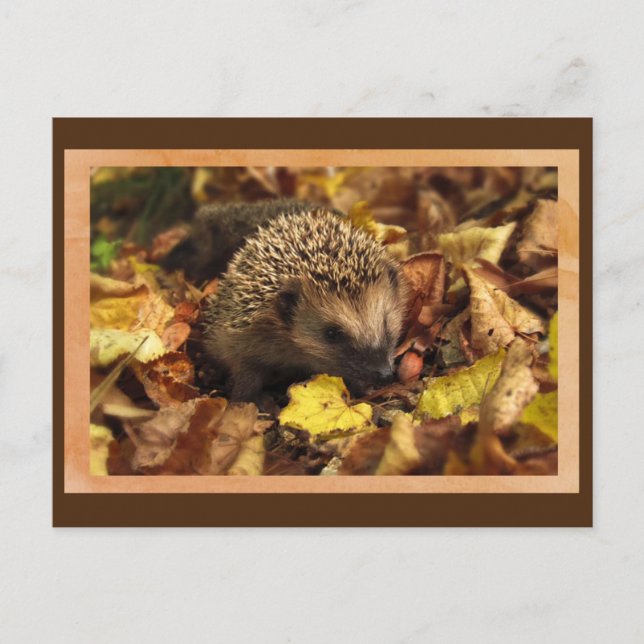 Friendly Hedgehog Postcard Vykort (Framsida)