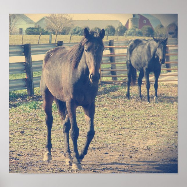 Friendly Horse, Shy Horse Poster (Framsidan)