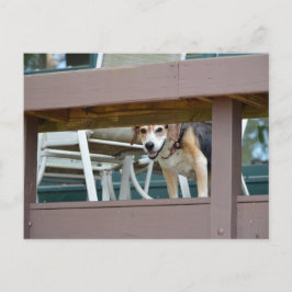 Friendly Hound Hund Visitor Vykort