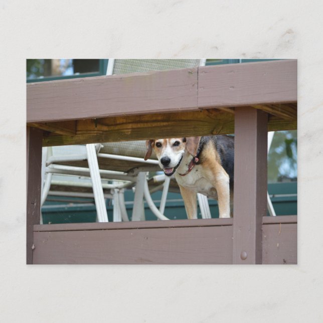 Friendly Hound Hund Visitor Vykort (Framsida)