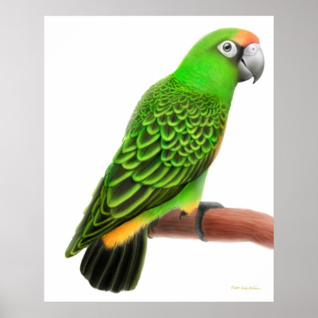 Friendly Jardines Parrot Skriv ut Poster (Framsidan)