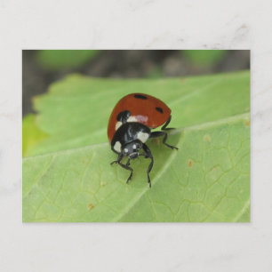 Friendly Ladybug Postcard Vykort