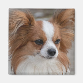 Friendly Papillon Puppy Hund Magnet