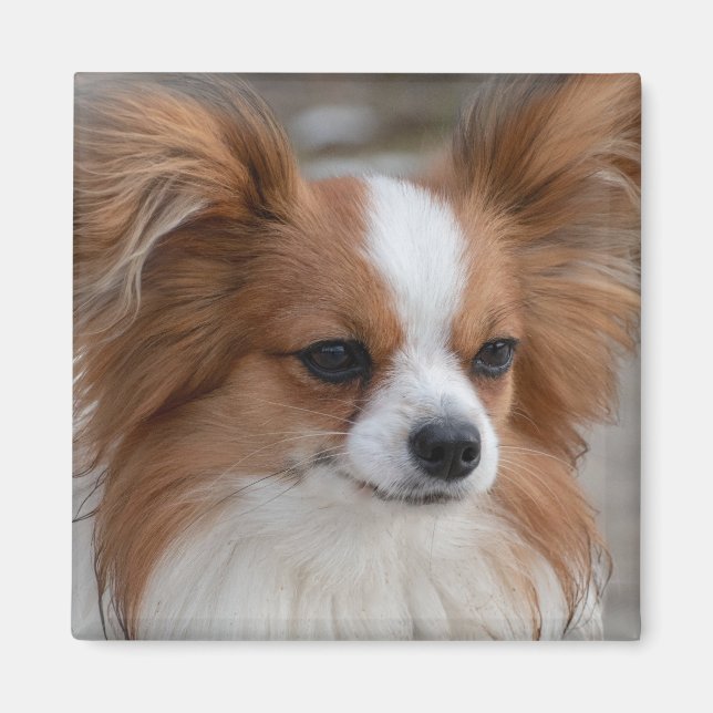 Friendly Papillon Puppy Hund Magnet (Framsidan)