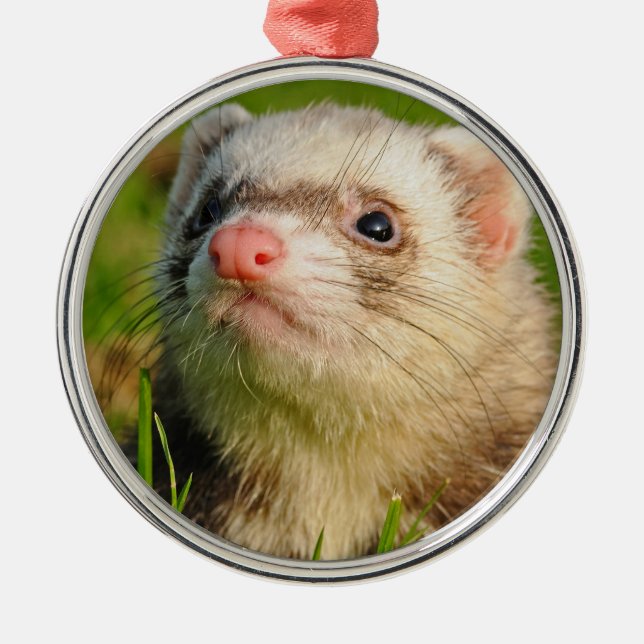 Friendly Pet Ferret Julgransprydnad Metall (Framsidan)