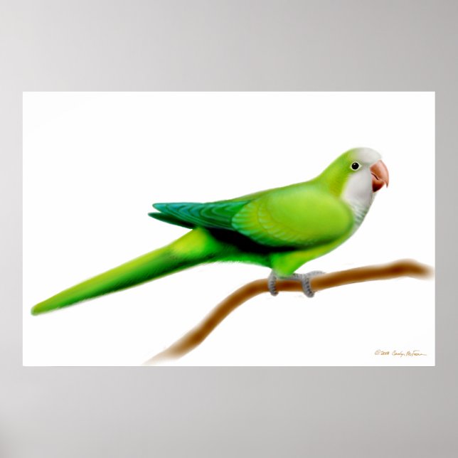Friendly Quaker Munk Parrot Skriv ut Poster (Framsidan)
