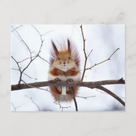 Friendly Red Squirrel Vykort